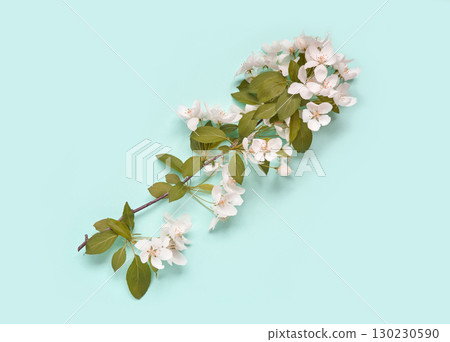 Elegant branch of white cherry blossoms with green leaves on light blue Elegant branch of white cherry blossoms with green leaves on light blue 130230590