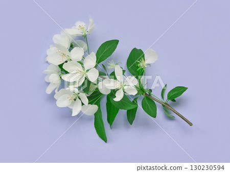 Elegant white blossom with lush green leaves on pastel lavender background 130230594