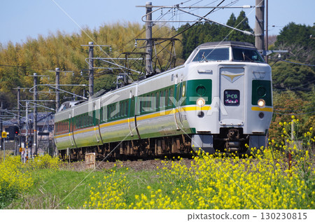 灰色車廂中，綠線與黃線交織的「綠八雲」列車沿著山陰本線行駛，沿途的黃色油菜花盛開。 130230815