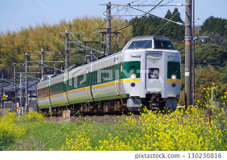 灰色車廂中，綠線與黃線交織的「綠八雲」列車沿著山陰本線行駛，沿途的黃色油菜花盛開。 130230816