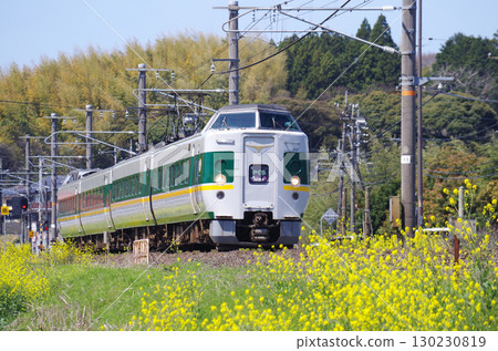 灰色車廂中,綠線與黃線交織的「綠八雲」列車沿著山陰本線行駛,沿途的黃色油菜花盛開。 灰色車廂中,綠線與黃線交織的「綠八雲」列車沿著山陰本線行駛,沿途的黃色油菜花盛開。 130230819