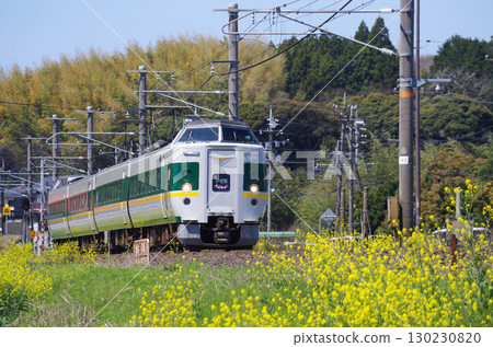 A Midori-yakumo train with thick green and thin yellow lines on a gray carriage passes along the Sanin Main Line, where yellow rapeseed flowers are in full bloom. A Midori-yakumo train with thick green and thin yellow lines on a gray carriage passes along the Sanin Main Line, where yellow rapeseed flowers are in full bloom. 130230820