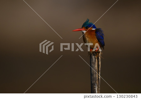 Malachite kingfisher on wooden post watching camera Malachite kingfisher on wooden post watching camera 130230843