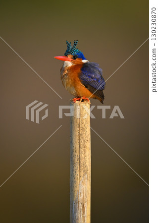 Malachite kingfisher standing on post hunching neck 130230870