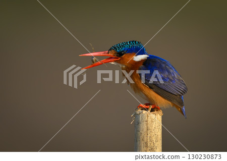 Malachite kingfisher stands catching insect on post 130230873