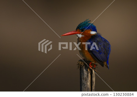 Malachite kingfisher stares ahead from cracked post 130230884