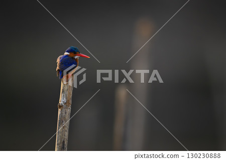 Malachite kingfisher stares backlit from wooden post Malachite kingfisher stares backlit from wooden post 130230888