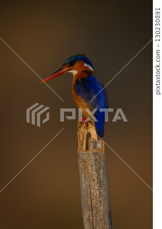 Malachite kingfisher stares down from cracked post 130230891