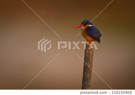 Malachite kingfisher stares left on leaning post 130230908