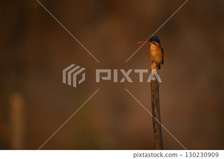 Malachite kingfisher stares left on wooden post 130230909