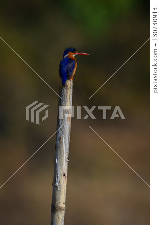 Malachite kingfisher stares right on tilting post Malachite kingfisher stares right on tilting post 130230913