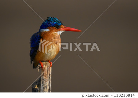 Malachite kingfisher stares right on wood post Malachite kingfisher stares right on wood post 130230914