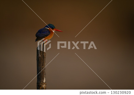 Malachite kingfisher staring down from marker pole 130230920