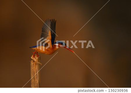 Malachite kingfisher takes off from bamboo post 130230936