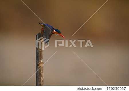 Malachite kingfisher takes off from cracked post 130230937