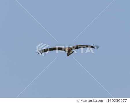 Flying in blue sky 130230977