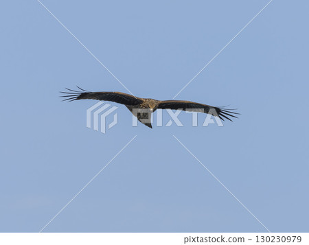 Flying in blue sky Flying in blue sky 130230979