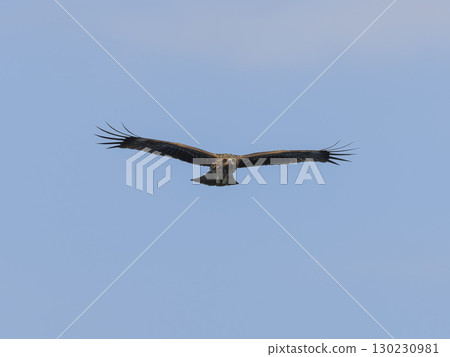Flying in blue sky Flying in blue sky 130230981