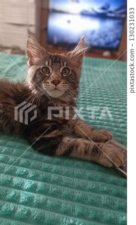 A Maine Coon cat is lying on a green bed. 130231033