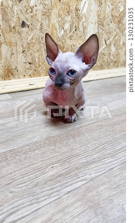 A small white Canadian Sphynx cat with pink ears sits on a wooden floor. 130231035