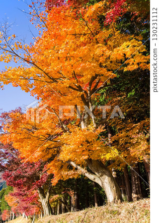彩色楓樹(三重縣四日市水澤町紅葉溪附近) 彩色楓樹(三重縣四日市水澤町紅葉溪附近) 130231112