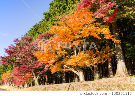 彩色楓樹(三重縣四日市水澤町紅葉溪附近) 彩色楓樹(三重縣四日市水澤町紅葉溪附近) 130231113