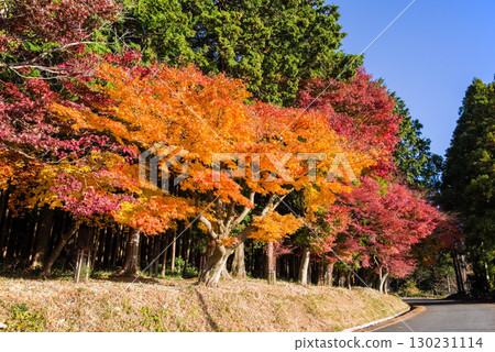 Colored maple trees (near Momiji Valley, Mizusawa Town, Yokkaichi City, Mie Prefecture) 130231114