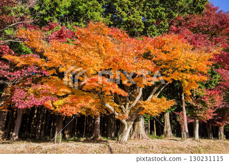 彩色楓樹（三重縣四日市水澤町紅葉溪附近） 130231115