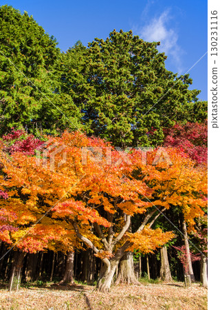 Colored maple trees (near Momiji Valley, Mizusawa Town, Yokkaichi City, Mie Prefecture) Colored maple trees (near Momiji Valley, Mizusawa Town, Yokkaichi City, Mie Prefecture) 130231116
