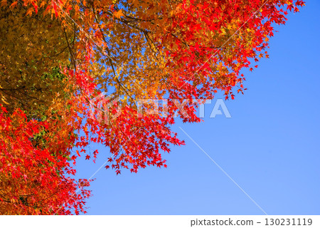 Bright red maple trees shining in the clear autumn sky (near Momiji Valley, Mizusawa Town, Yokkaichi City, Mie Prefecture) 130231119
