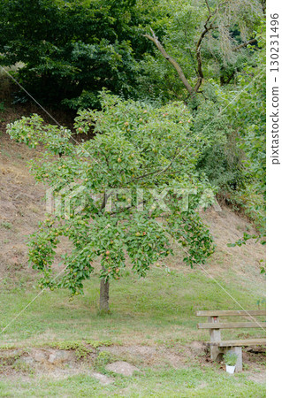 Scenic view of an apple tree full of ripening fruits in a countryside garden, with a wooden bench and a small potted plant nearby. Peaceful rural landscape, perfect for illustrating relaxation, summer 130231496
