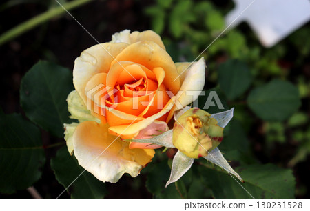 Yellow-orange rose with bud on the background of grass and earth Yellow-orange rose with bud on the background of grass and earth 130231528