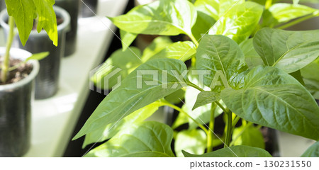 Seedlings of peppers. Plants are growing from seeds. Gardening hobby concept. 130231550