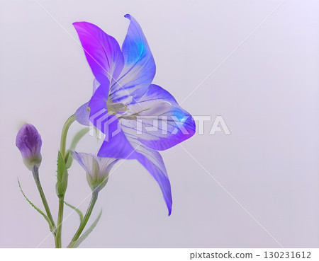 Blue and purple bellflowers 130231612