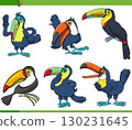 cartoon toucans birds wild animal characters set 130231645