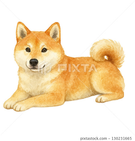 說謊的柴犬插圖（透明PNG） 130231665