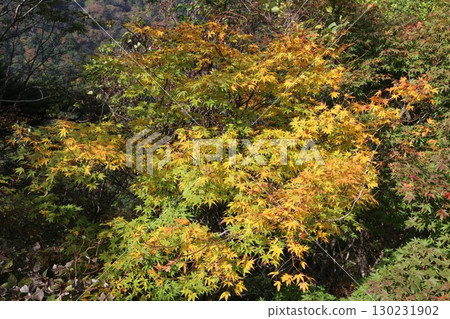 Ishizuchi mountain system in autumn 130231902