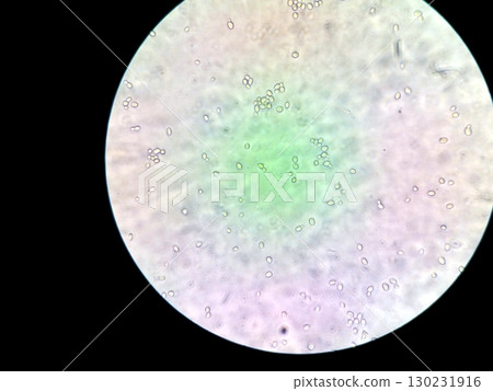 Exploring Diverse Microbes Under a Microscope in a Laboratory Setting 130231916