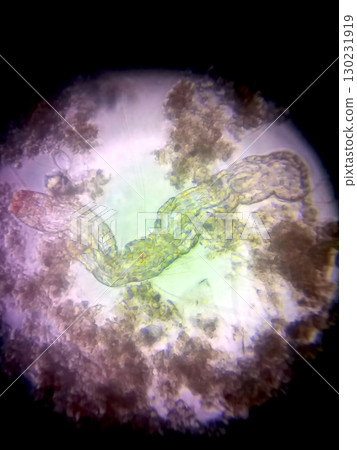 Microscopic View of Nematode Germs Showcasing Their Unique Structure and Environment in Detail Microscopic View of Nematode Germs Showcasing Their Unique Structure and Environment in Detail 130231919