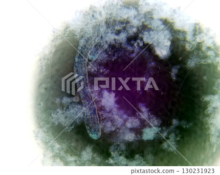 Observation of Nematode Germs Under a Microscope Revealing Intricate Details of Their Structure 130231923