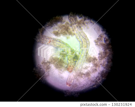 Exploring Nematode Germs Under a Microscope in a Laboratory Setting 130231924