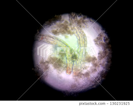 Microscopic View of Nematode Germs Displaying Distinctive Structures and Movement Patterns 130231925