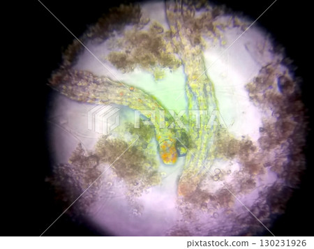 Microscopic View of Nematode Organisms in a Laboratory Setting for Scientific Analysis Microscopic View of Nematode Organisms in a Laboratory Setting for Scientific Analysis 130231926