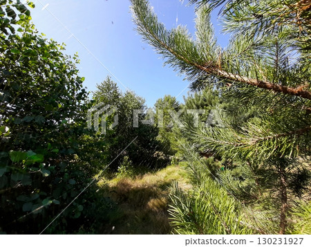 Pine Clearing With Sunlit Trees and Vibrant Foliage Surrounded by Forested Area 130231927