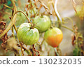 Maturation of tomatoes in the greenhouse. Organic farming 130232035