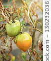 Maturation of tomatoes in the greenhouse. Organic farming 130232036