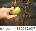 Maturation of tomatoes in the greenhouse. Organic farming 130232037