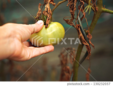 Maturation of tomatoes in the greenhouse. Organic farming 130232037