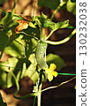 Young cucumbers ripen in garden greenhouse. Cucumbers vertical planting. Growing organic food. Close up. 130232038