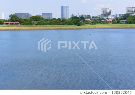 千葉縣習志野市谷津灘塗週邊,2025年8月 千葉縣習志野市谷津灘塗週邊,2025年8月 130232045